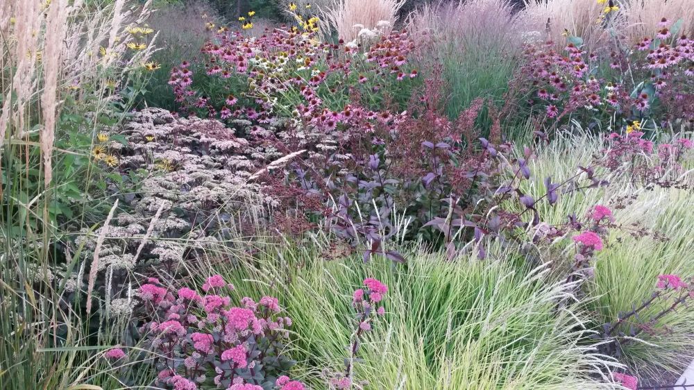 Allemagne graminee sedum cr 20150818_063116