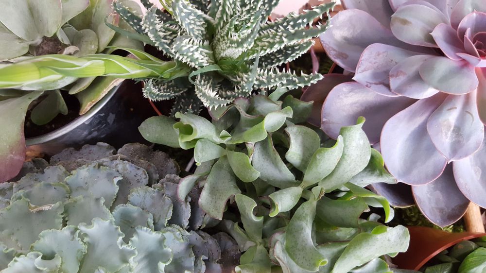 Succulentes petites.jpg