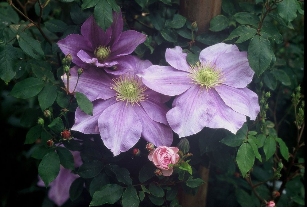 4 Cl.'Fuji Musume' et Rosier 'B lush Noisette