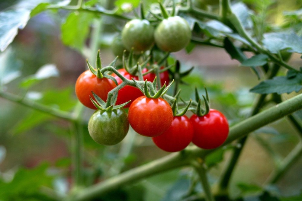 cherry-tomatoes-nacapron-2 (2)