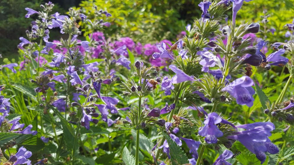 nepeta