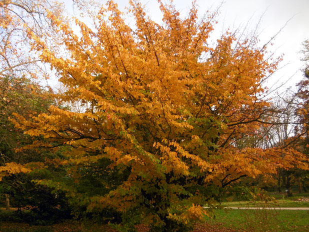 Arboretum-Du-Breuil-Parrotia-persica-à-lautomne