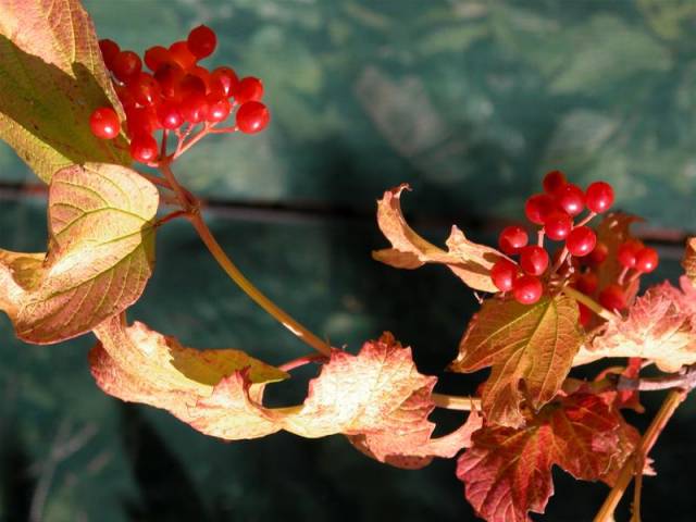 1-Viburnum-opulus-Lady-Marmelade-fruits-Medium-