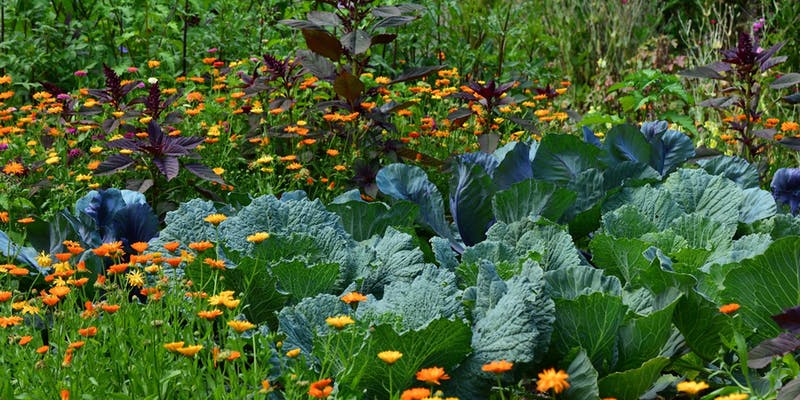 https___cdn.evbuc.com_images_58112052_256392908438_1_original