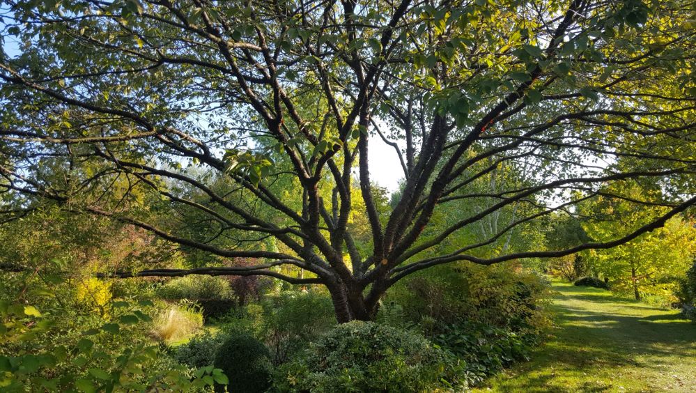 moulin ventin prunus