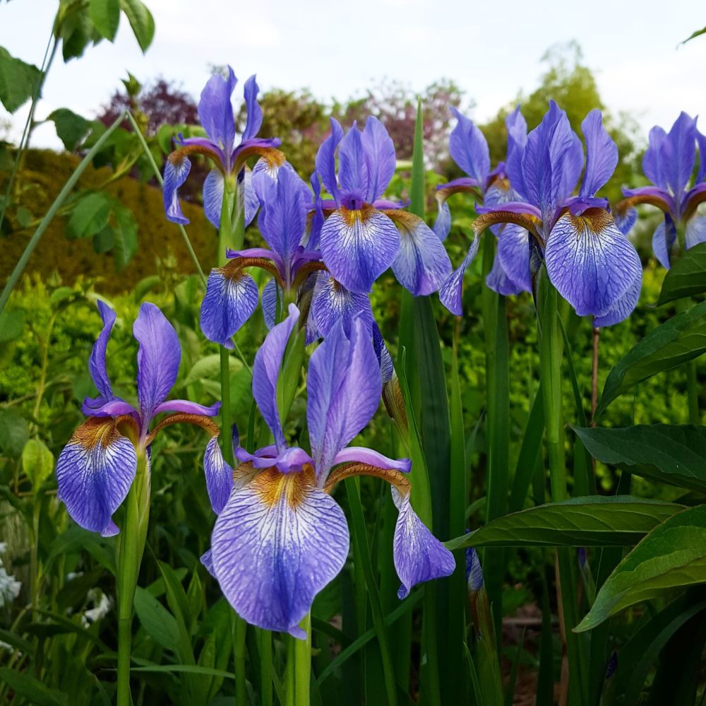 iris bleues